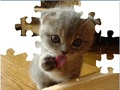 Puzzle Cute Cat għall-logħob online