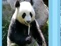 Puzzle Panda għall-logħob online