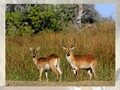 Puzzle Deer għall-logħob online