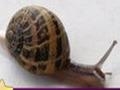 Snail: Puzzle għall-logħob online