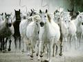 White Horse Jigsaw għall-logħob online